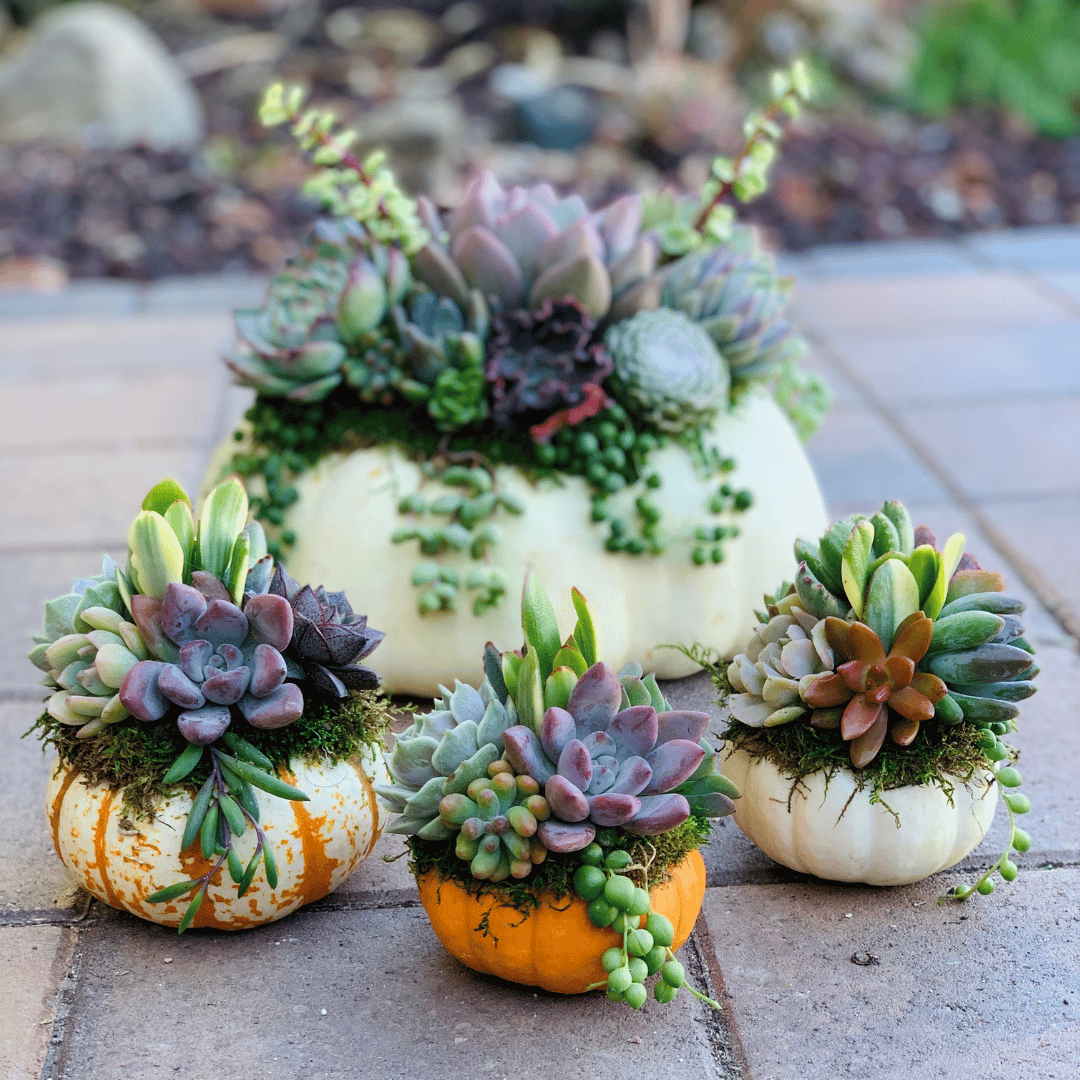 Pumpculent - Succulent Pumpkin – Just Succ It