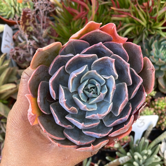 Echeveria Colorshift