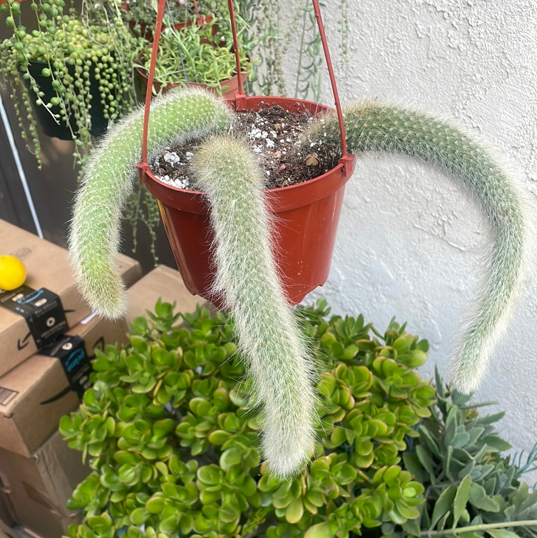 Monkey Tail Cactus