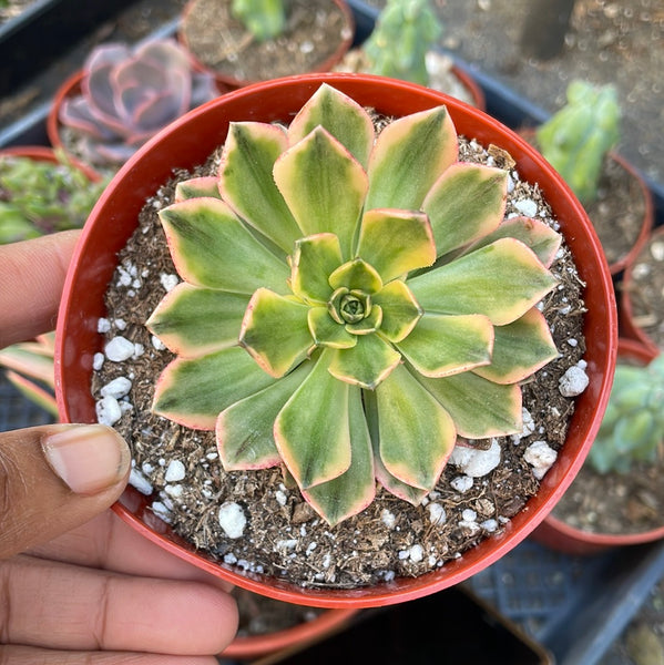 Aeonium ‘Sweet tea’ rare imported succulent