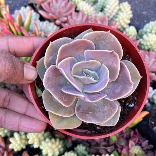 Echeveria Lolita