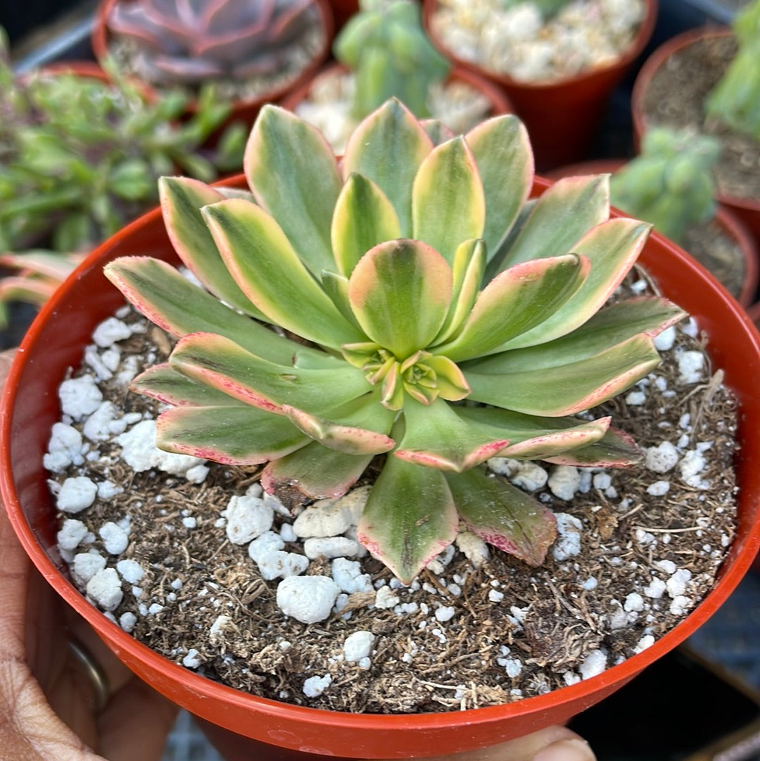 Aeonium ‘Sweet tea’ rare imported succulent