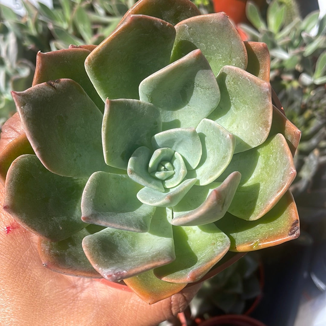 Echeveria Blue Prince