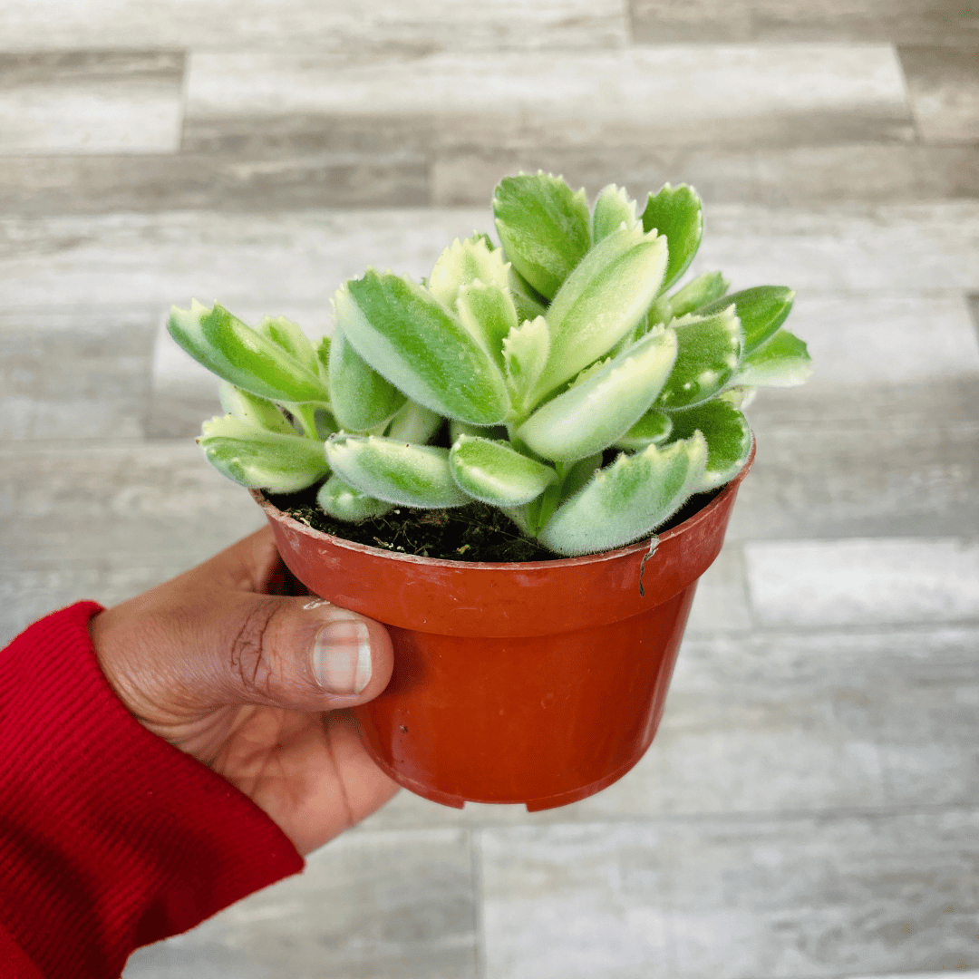 Variegated Cotyledon Tomentosa Succulent- Variegated Bear's Paw (fragi ...