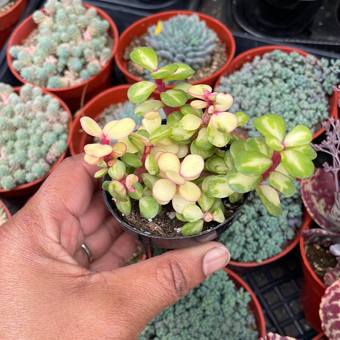 Portulacaria afra ‘kaleidoscope’ – Just Succ It