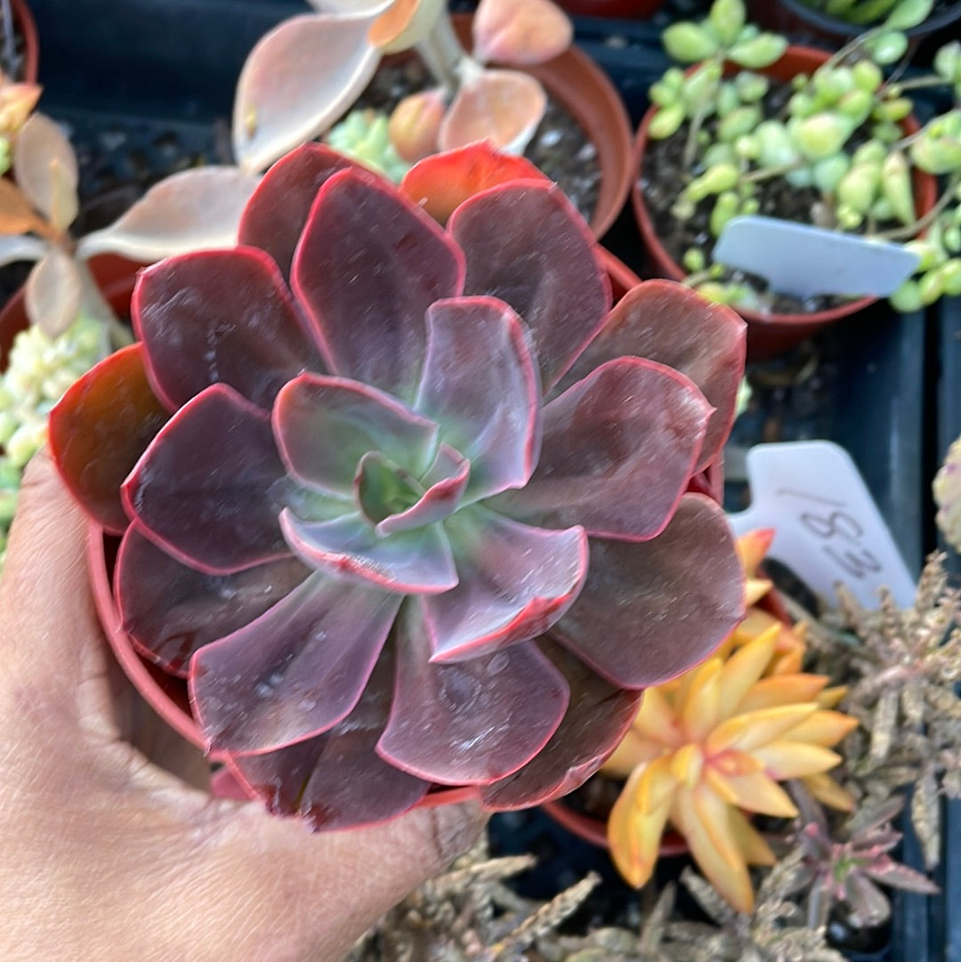 Echeveria ‘Red Prince’ Succulent – Just Succ It