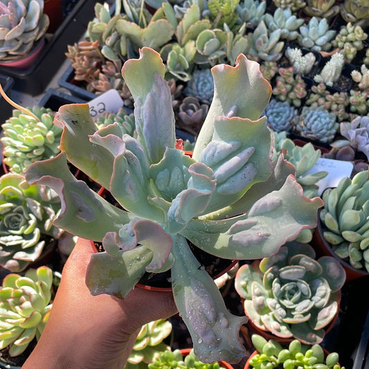 Echeveria Culibra