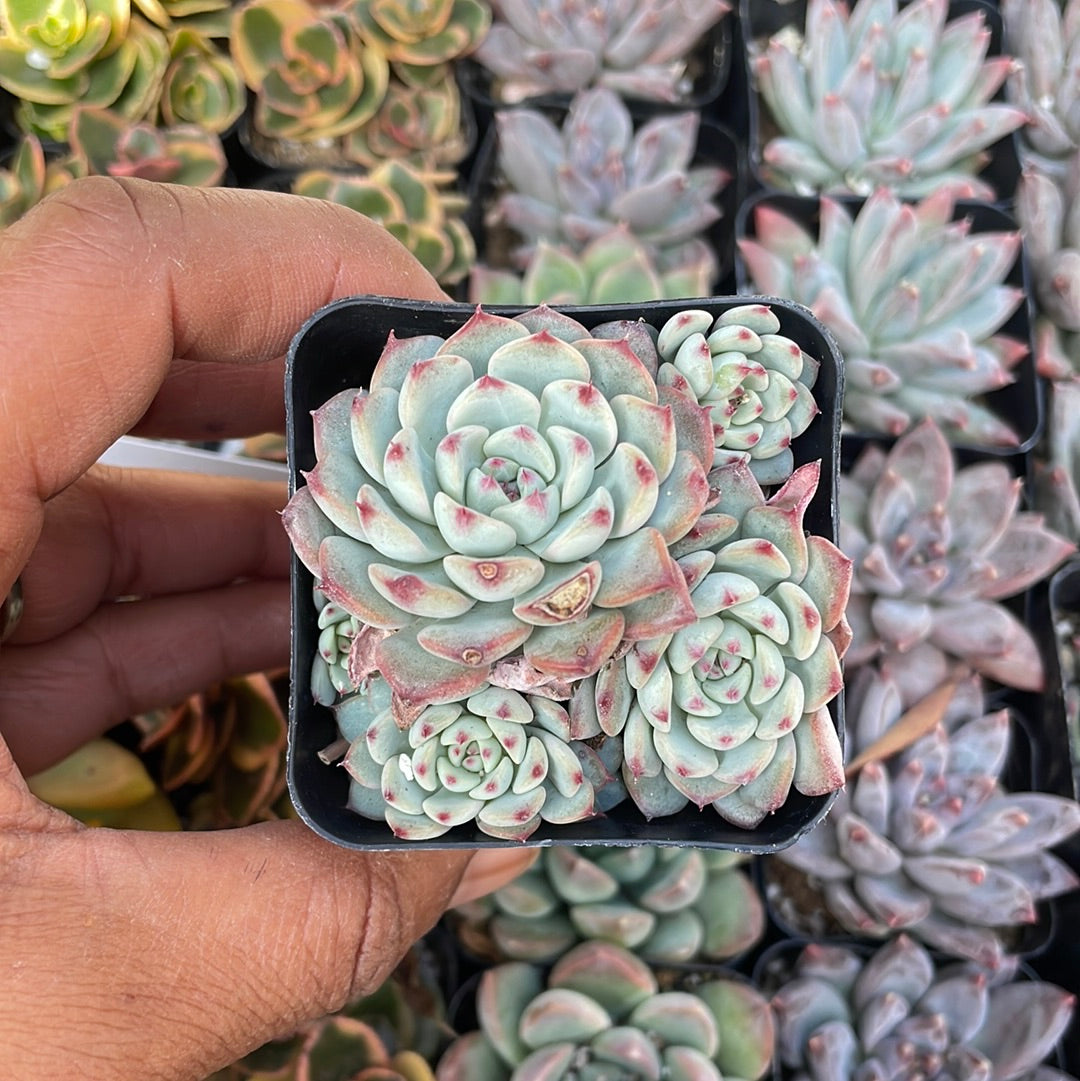 Echeveria Minima Cluster