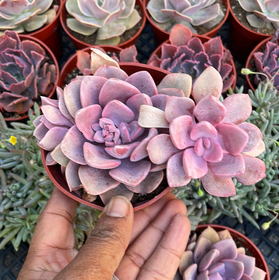 Graptoveria Debbie Succulent