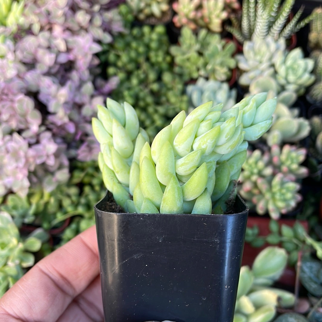 Burro's Tail