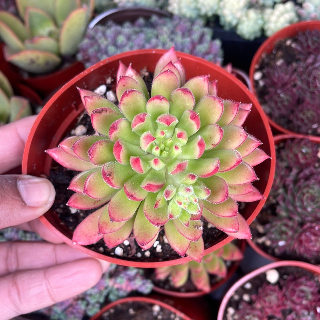 Echeveria Spruce Oliver Succulent