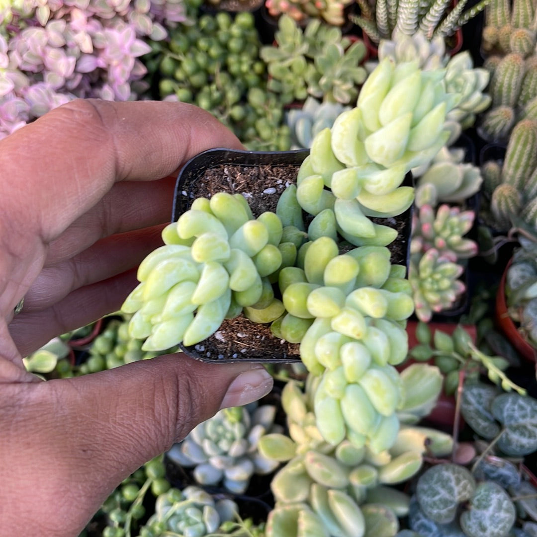 Burro's Tail