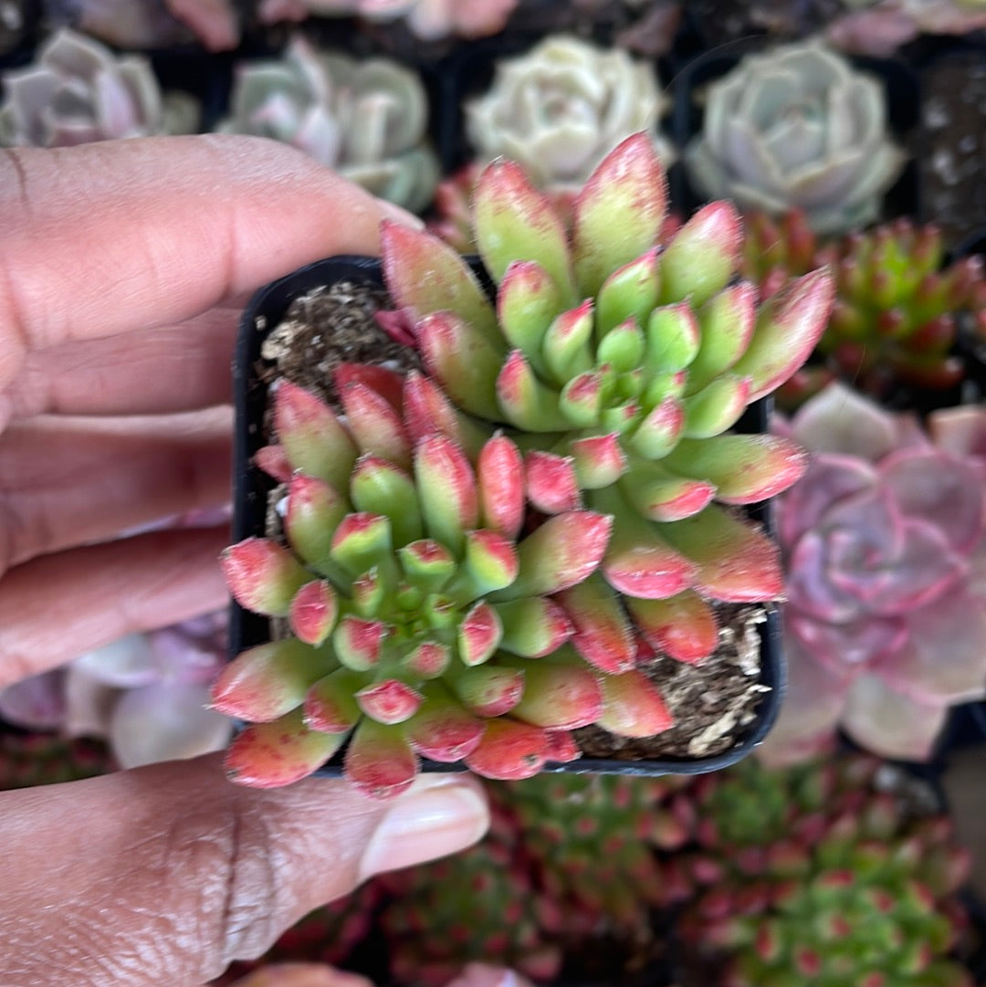 Echeveria Spruce Oliver Succulent