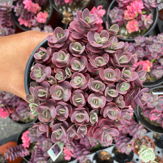 Sedum Sunsparkler™️ “Cherry Tart” Succulent