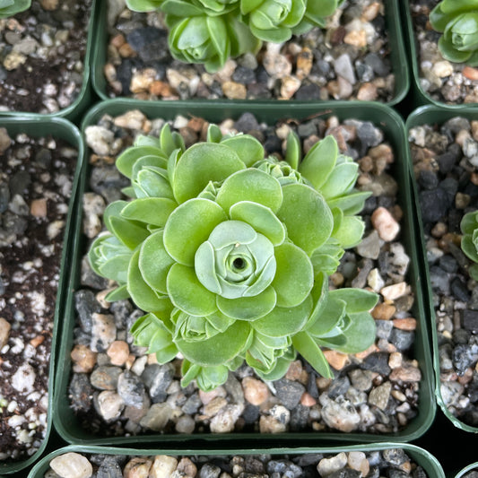 Greenovia dodrentalis Mountain Rose Succulent