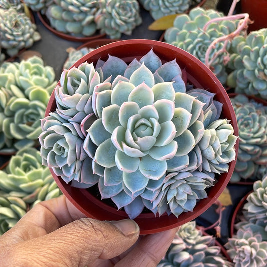 Echeveria Violet Queen Cluster Succulent