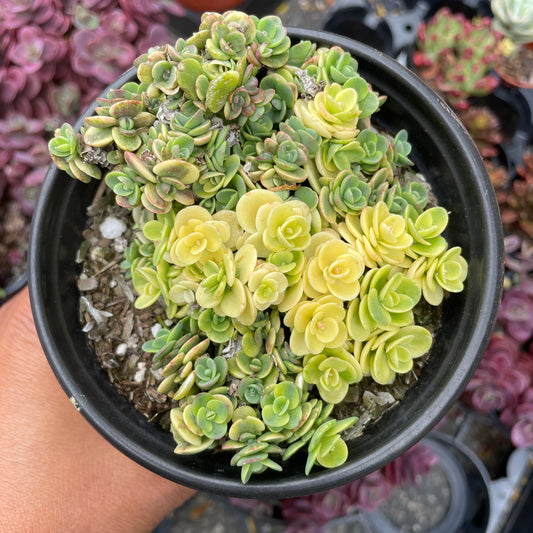 Sedum Sunsparkler™️ “Lime Twister”