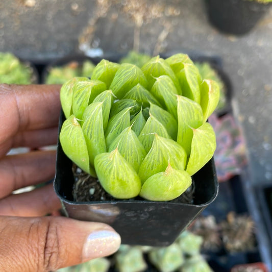 Haworthia Cymbiformis