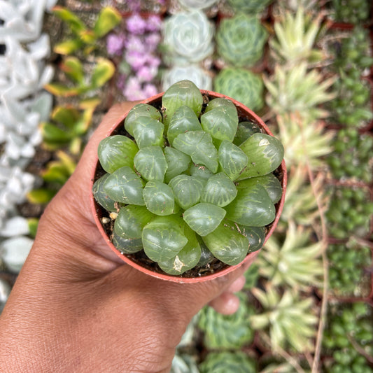 Haworthia Cooperi ‘alien eggs’