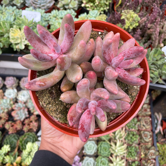 Pachysedum ‘Ganzhou’