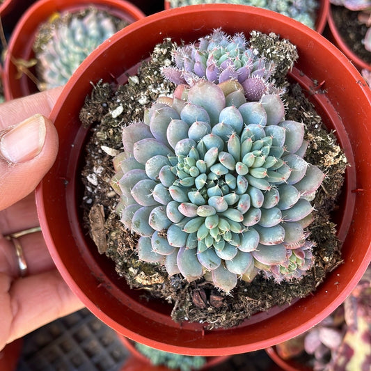 Echeveria Rundelli Succulent