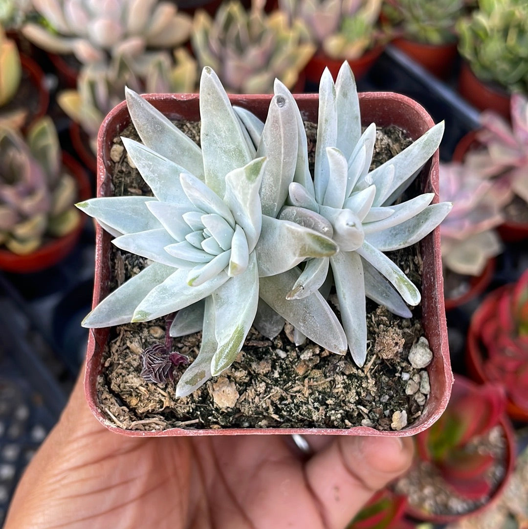 Dudleya Gnoma “White Sprite’ – Just Succ It