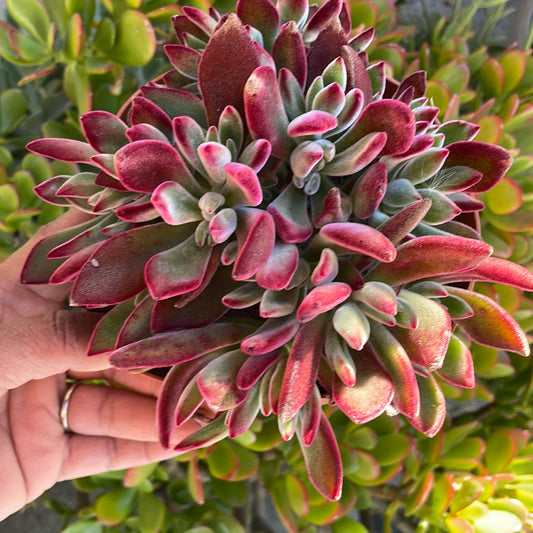 Echeveria Ruby Slippers