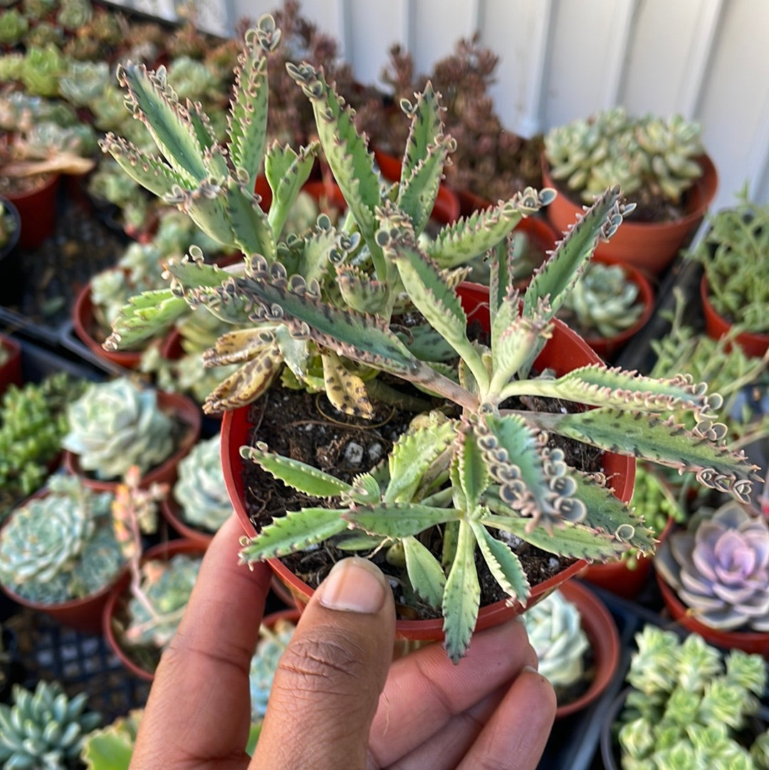 Mother of Thousands
