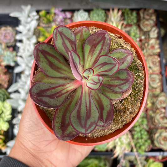 Echeveria Nodulosa ‘Painted Lady’ succulent