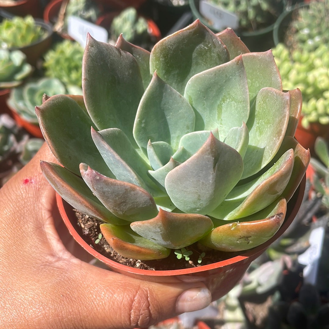 Echeveria Blue Prince