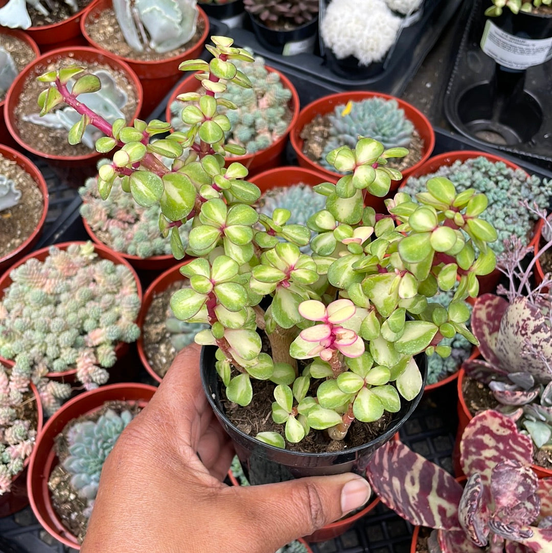 Portulacaria afra ‘kaleidoscope’ – Just Succ It