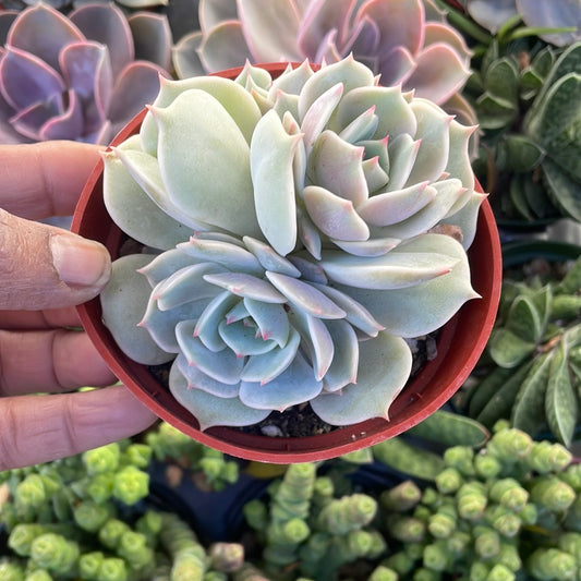 Echeveria Lola Gone Wild Succulent