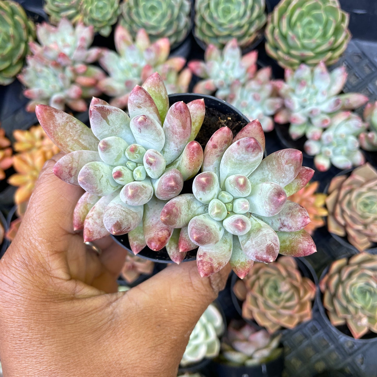 Pachyphytum Starburst Succulent