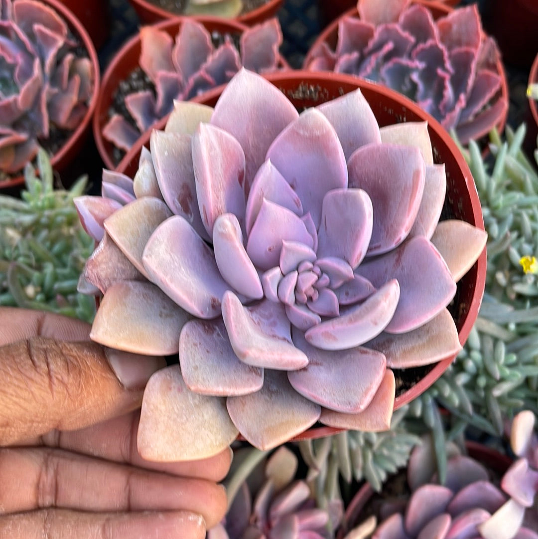 Graptoveria Debbie Succulent