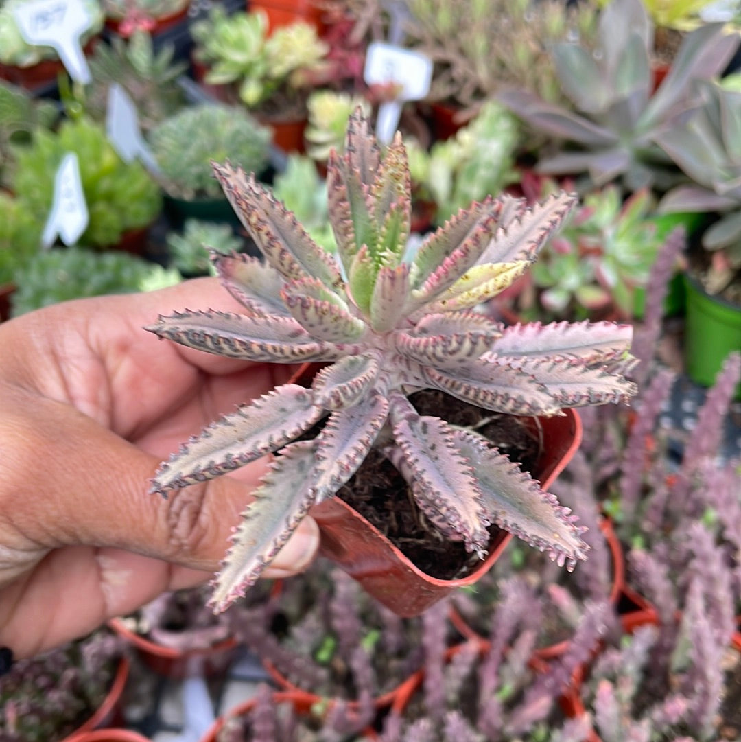 Mother of Thousands - Pink Butterfly succulent