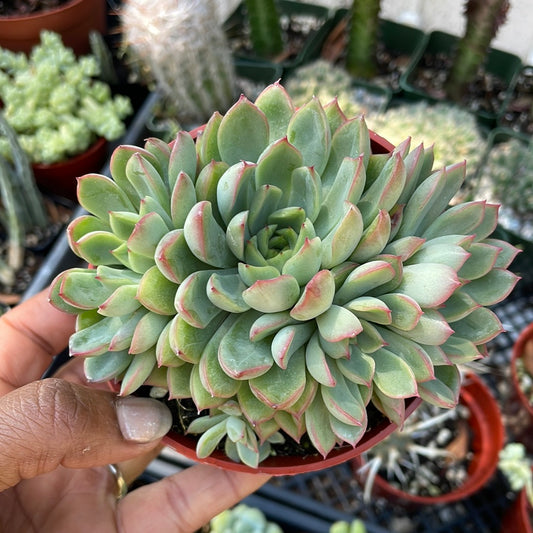 Echeveria Pulidonis Cluster