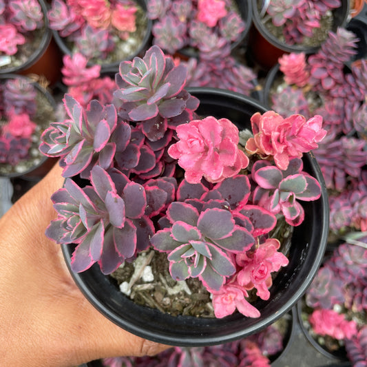 Sedum Sunsparkler™️ “Dream Dazzler”