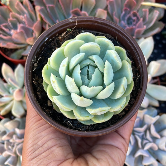 Echeveria Elegans - Mexican Snowball Succulent