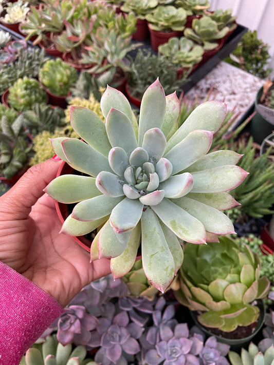 Echeveria pulidonis