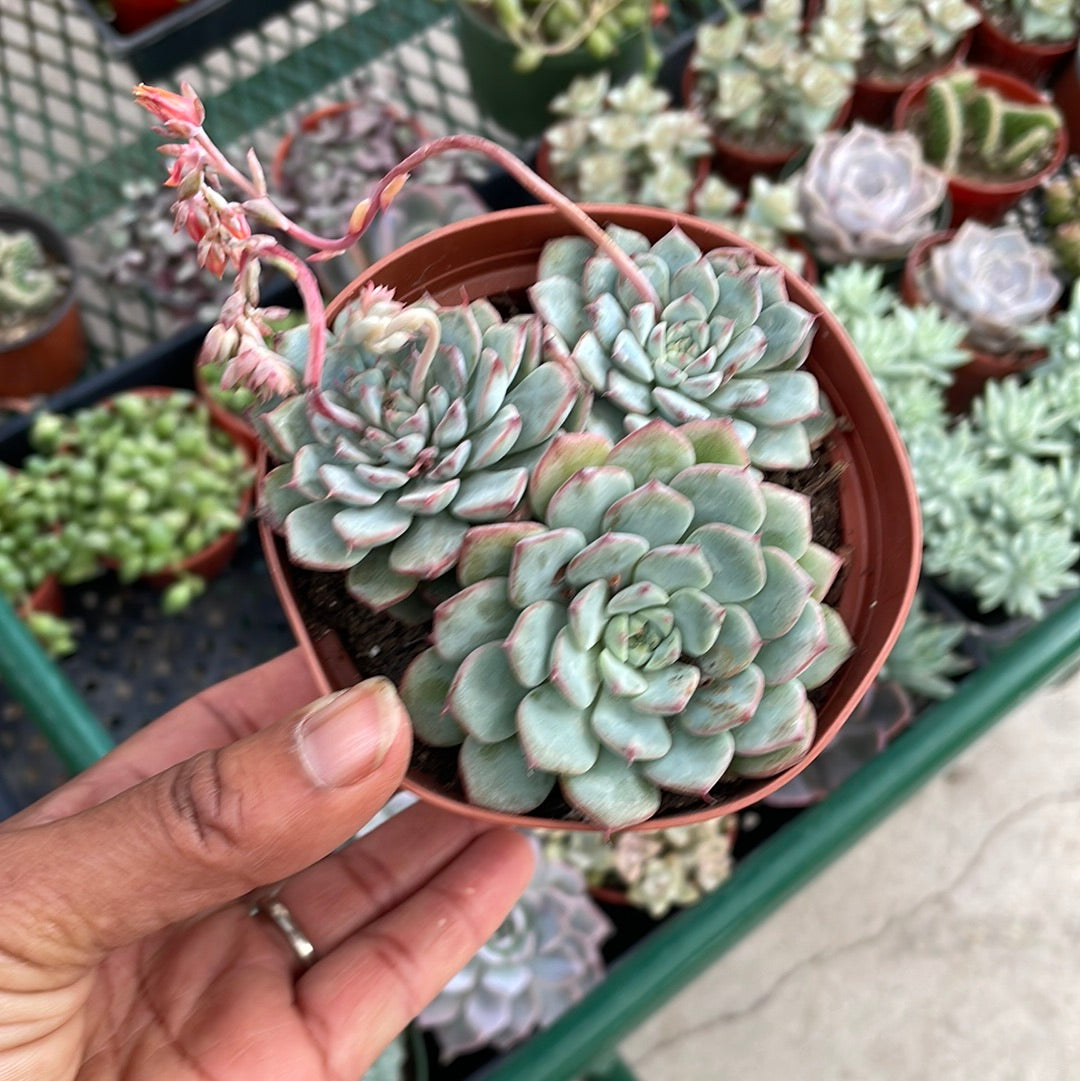 Echeveria Minima Cluster