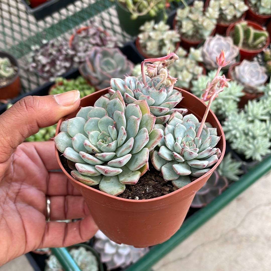 Echeveria Minima Cluster