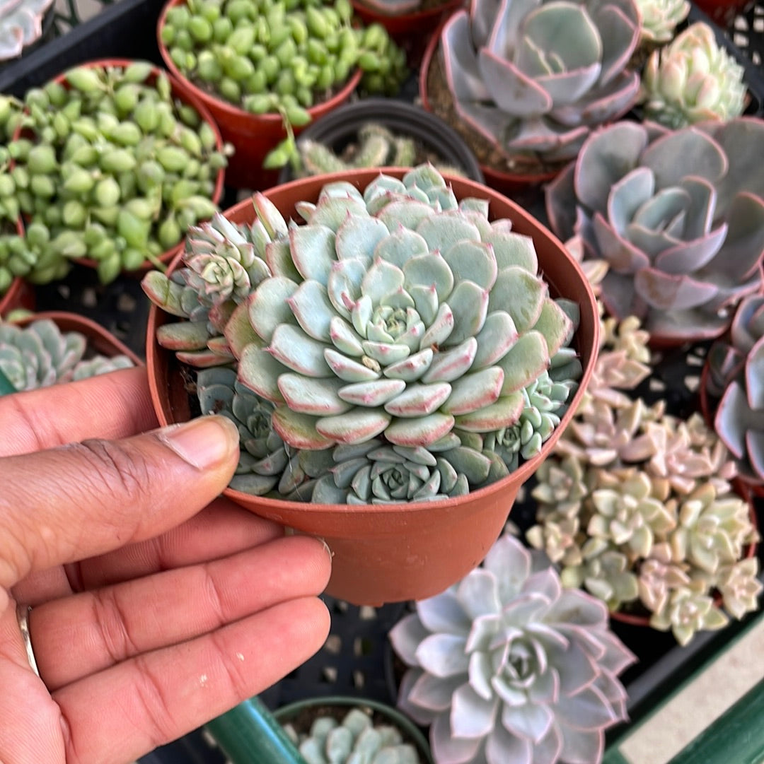 Echeveria Minima Cluster