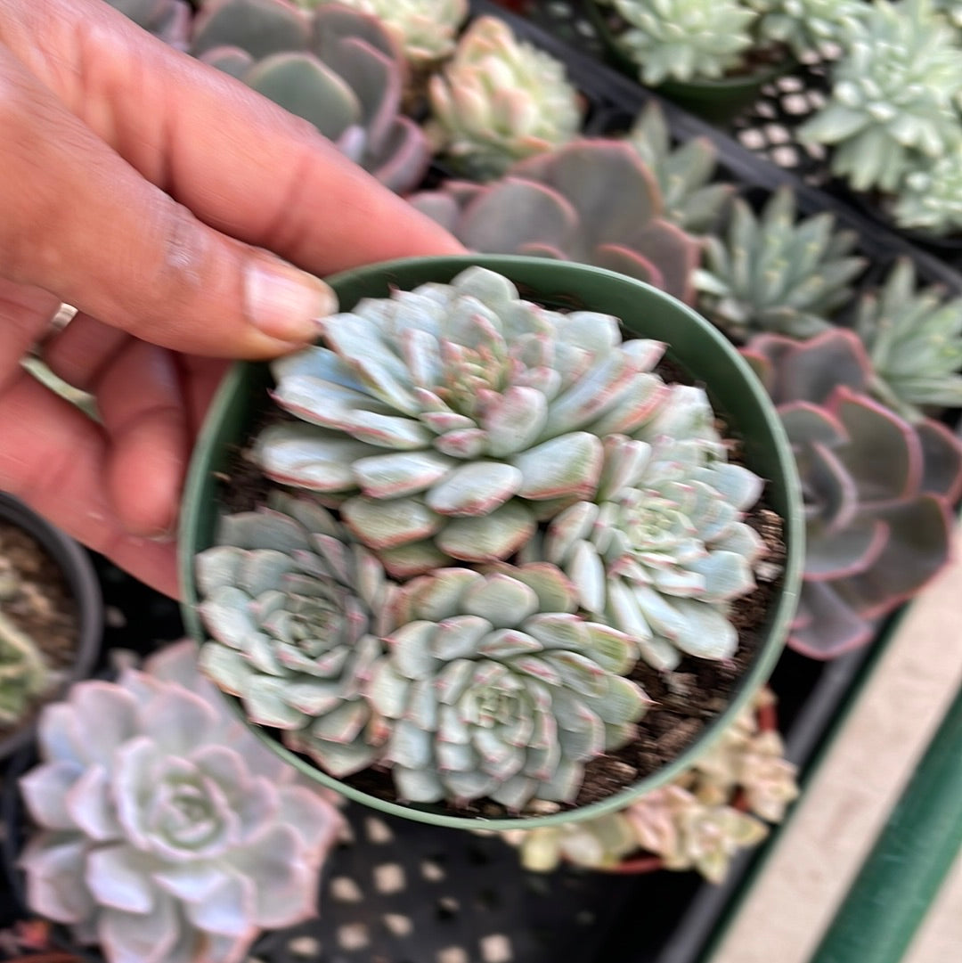 Echeveria Minima Cluster