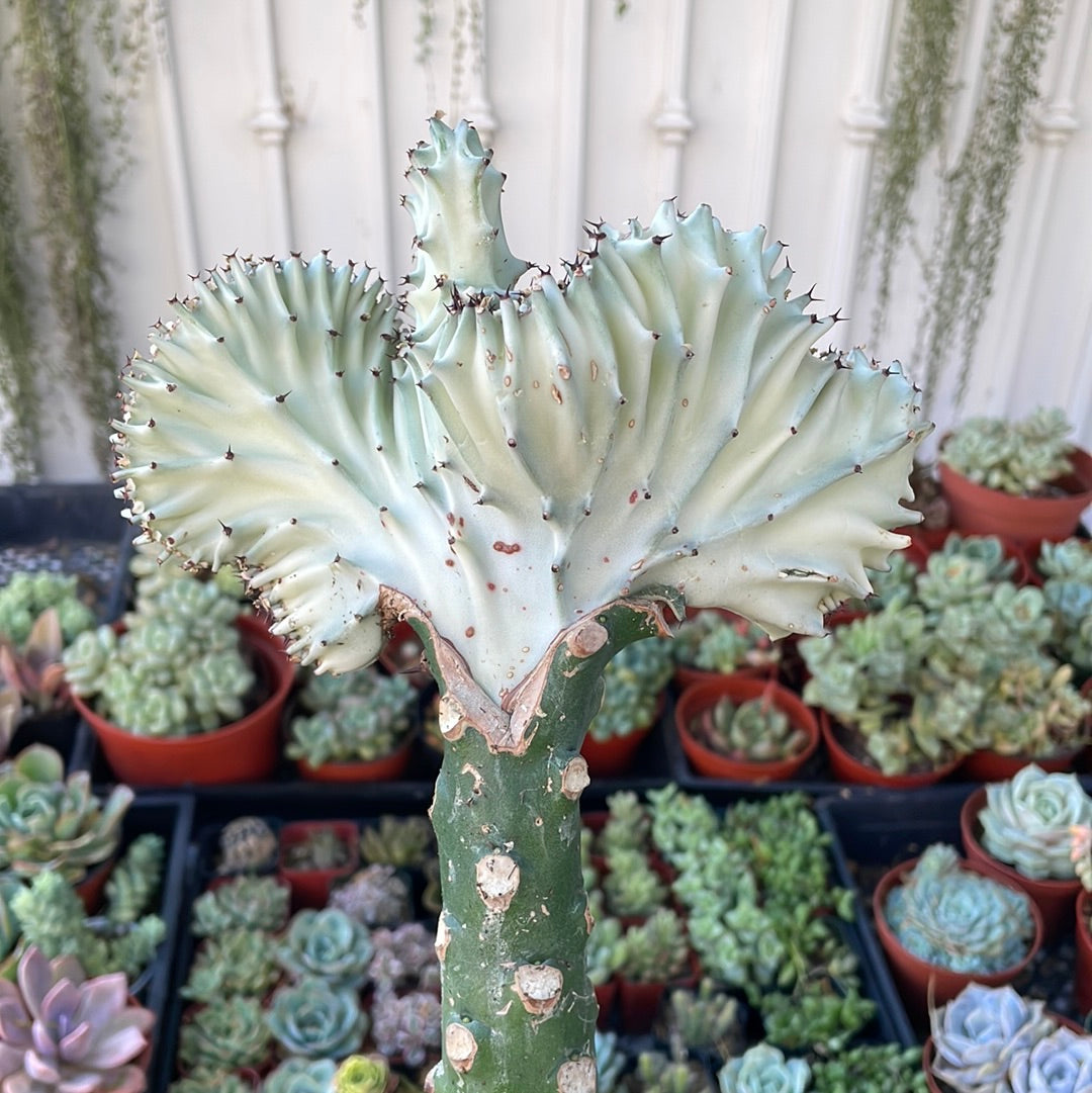 Euphorbia Lactea Cristata ‘Coral Cactus’