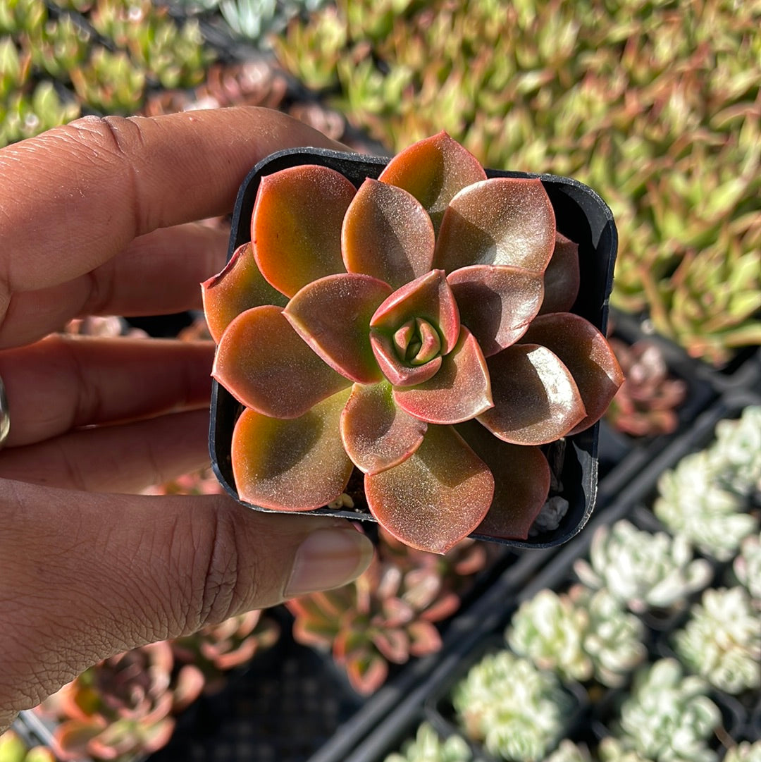 Echeveria Melaco – Just Succ It