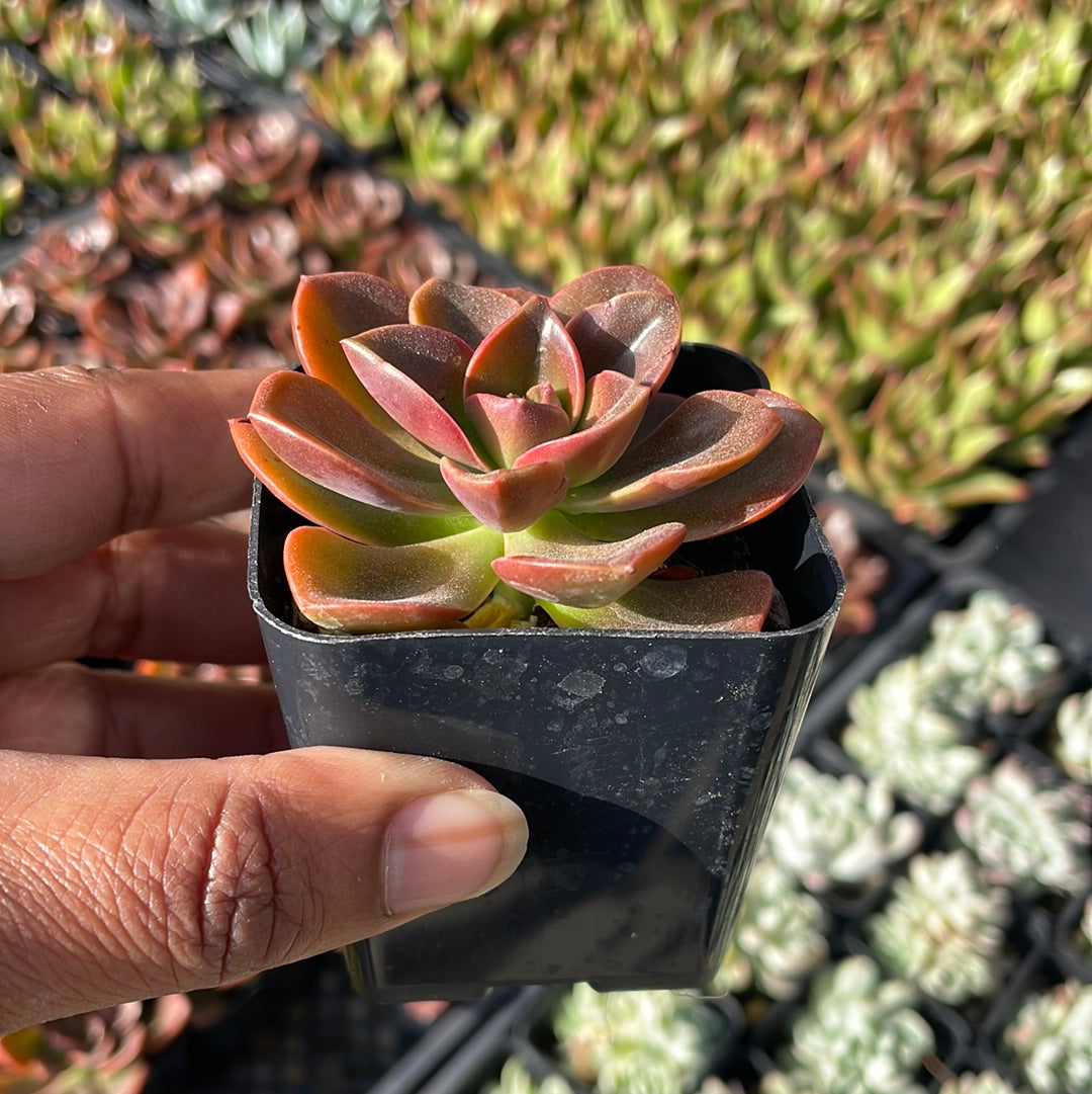 Echeveria Melaco – Just Succ It