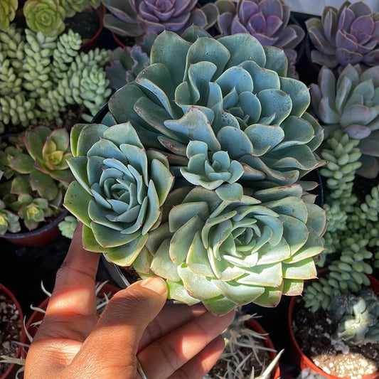 Echeveria Swirls