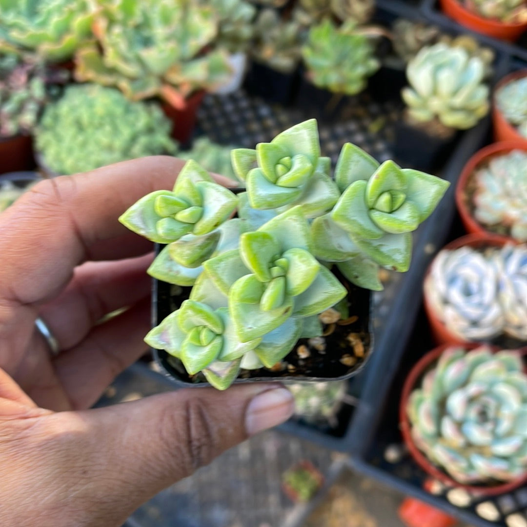 String of Buttons (green)