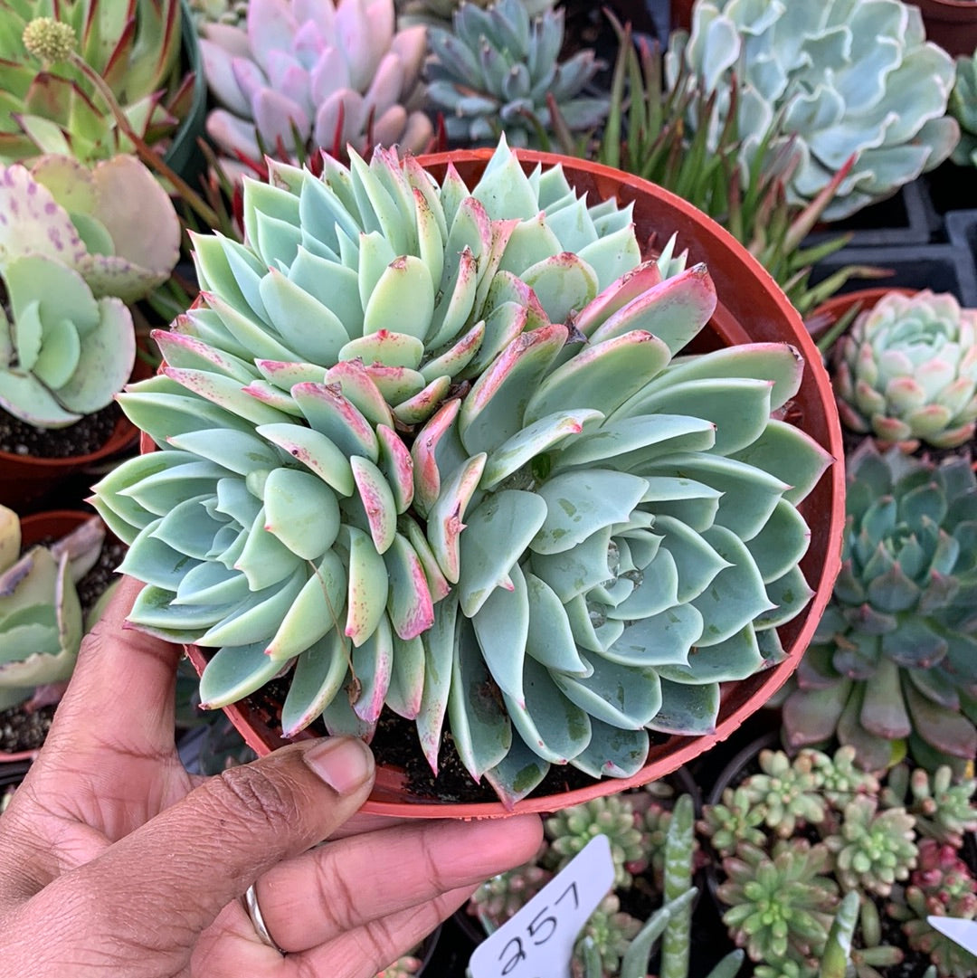 Echeveria Blue Atoll