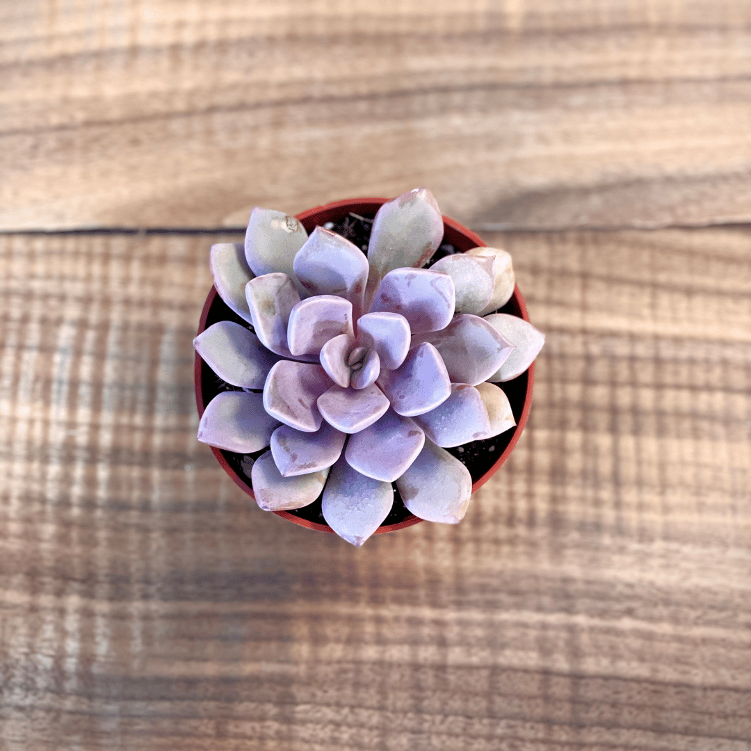 Graptoveria Debbie Succulent